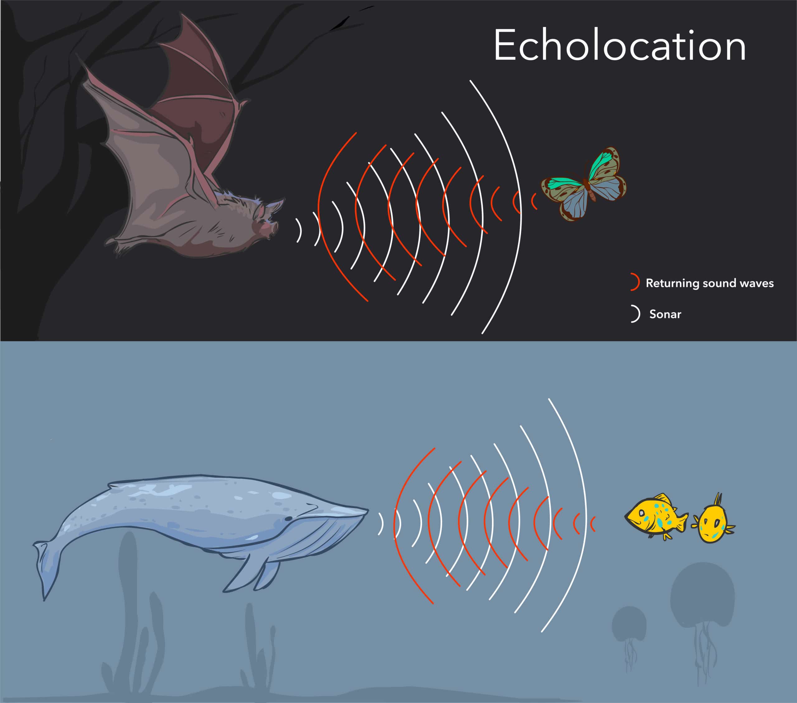 Echolocation in Nature